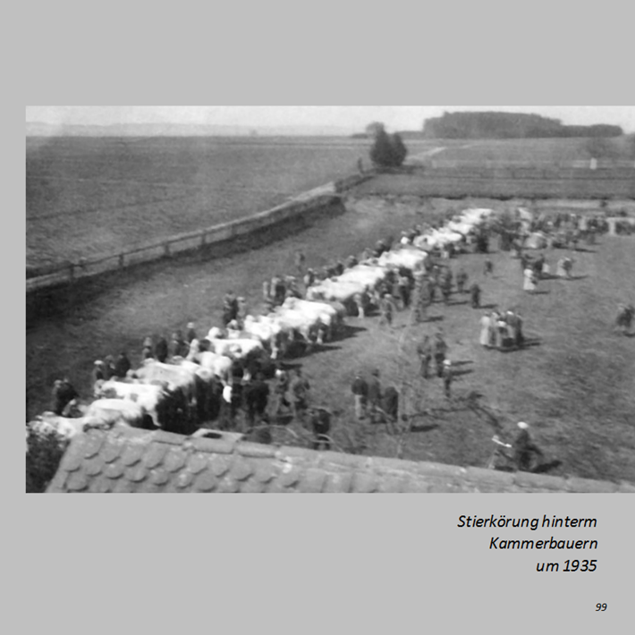Stierkörung hinterm Kammerbauern in Ottmaring um 1935