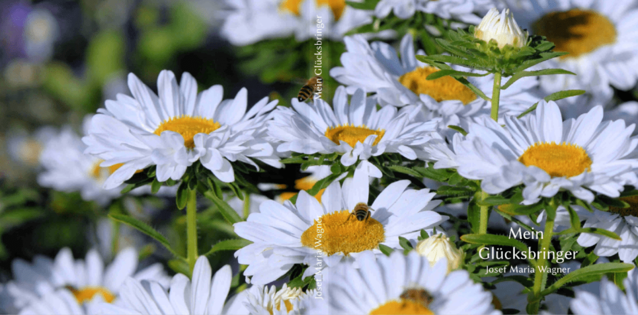 Mein Glücksbringer